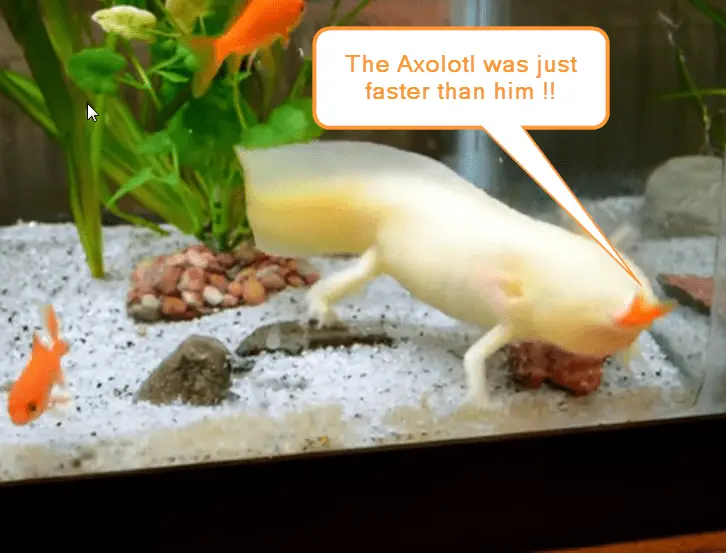 axolotl tank mates4