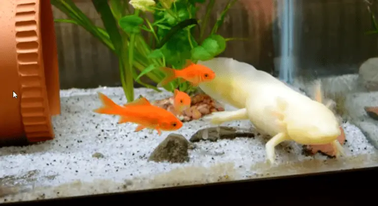 axolotls tank mates