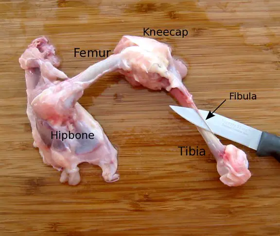 the fibula bone you need to remove before feeding your dog dark chicken meat