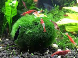 marimo moss ball for axolotl tank decoration