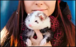 why do ferrets smell & how to get them smell less