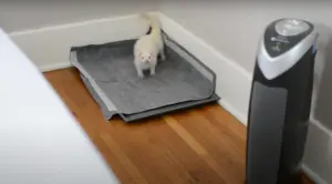 the best way to potty train a ferret