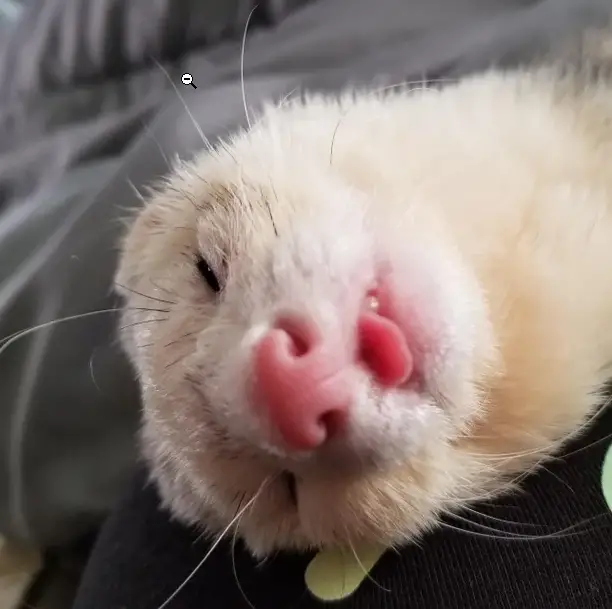 ferret sleeping habits - sleeping with tongue out and mouth open