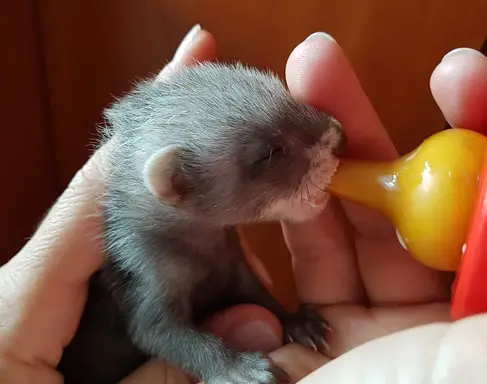 how long do pet ferrets live for ?