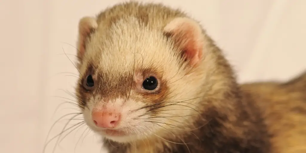 pet ferrets lifespan