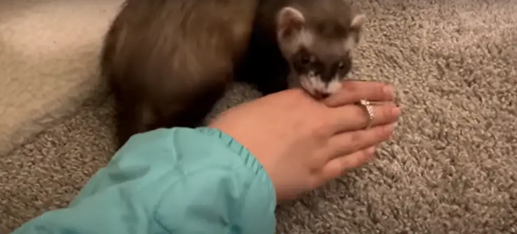why do ferrets bite and how to stop them ?