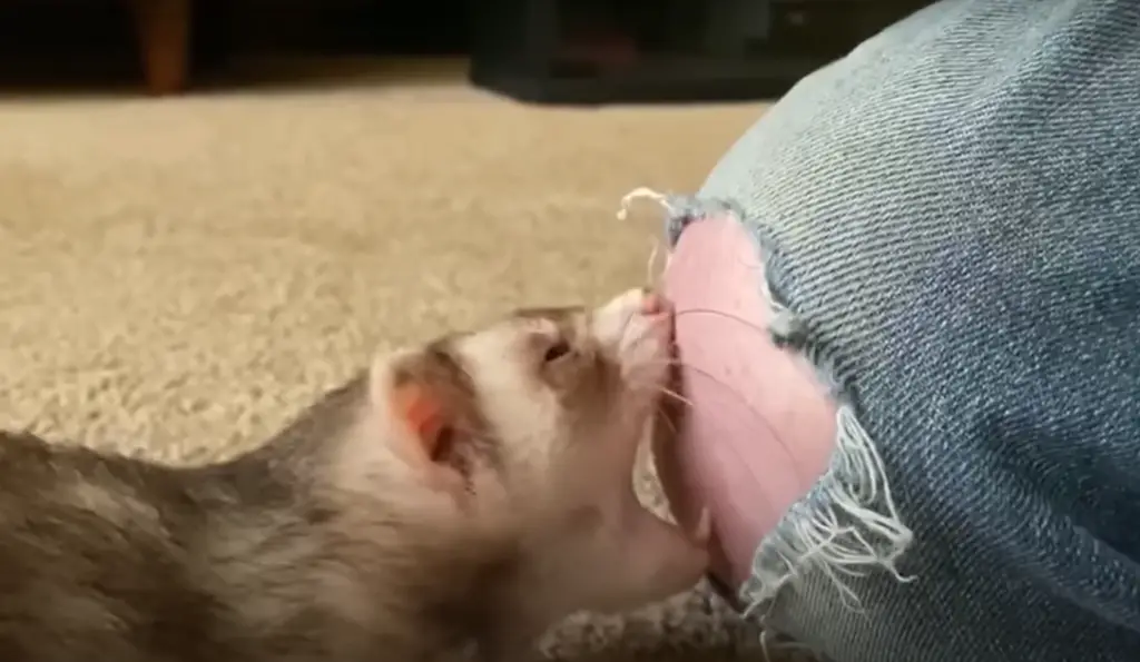 Reasons why ferrets bite and how to stop them ?