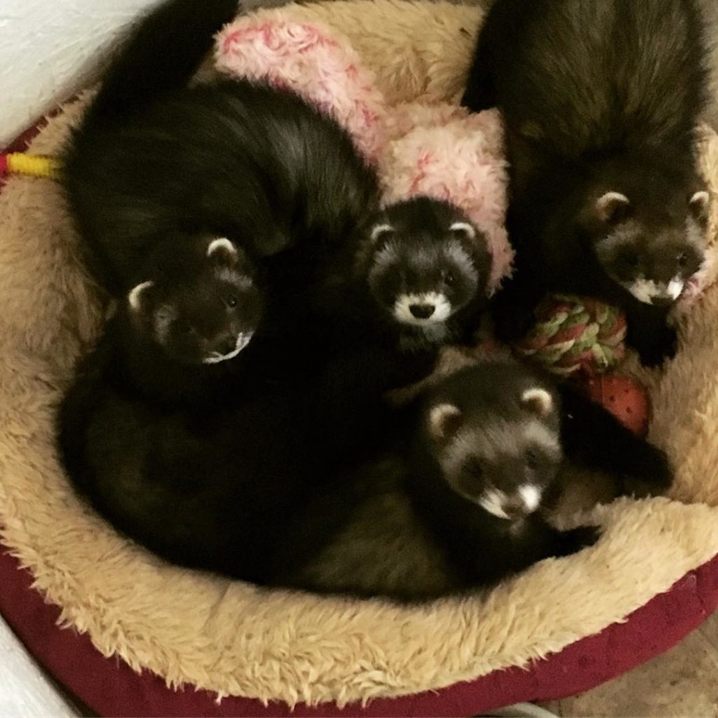 black sable ferrets