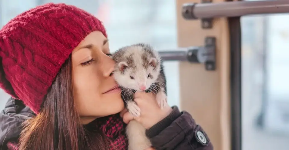 are ferrets good pets ?