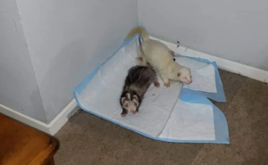 how to make a ferret litter box and which one to buy ?