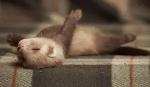 ferret sleeping , all you need to know