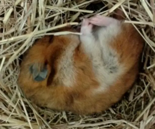hibernating hamster all you need to know