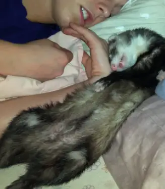 How to get my ferret to take a nap or sleep with me ?