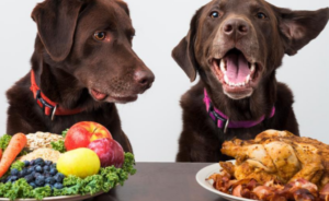fruits dogs can eat safely