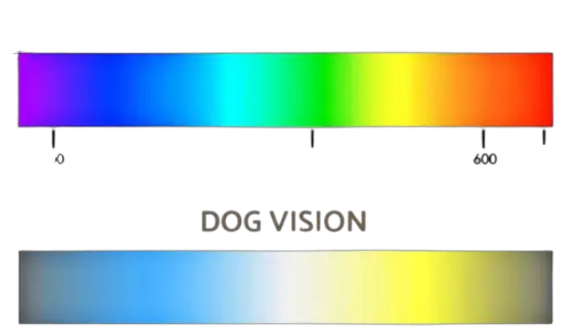 colors that dogs can see