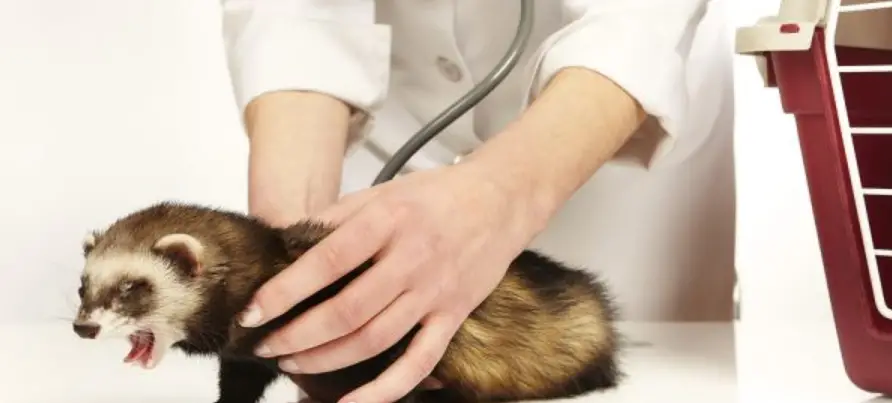 how much does ferret surgery cost ?