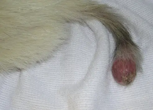 Chordoma tumor in ferrets