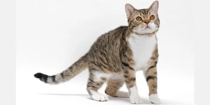American wirehair cat breed