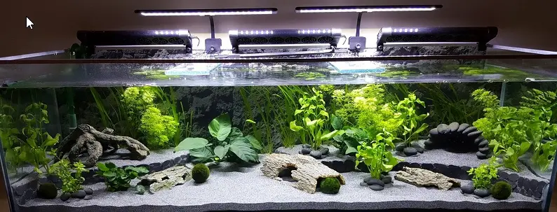 How to successfully Cycle your Axolotl Tank