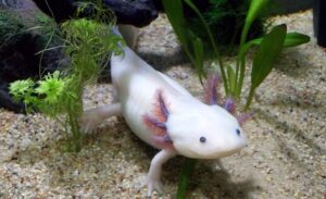 How to Successfully Cycle an Axolotl Tank