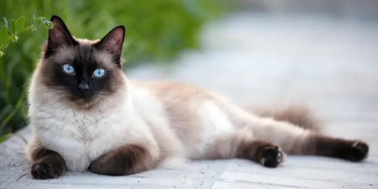 Siamese cat breed 