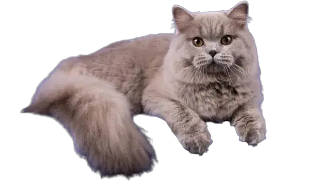 British longhair cat breed