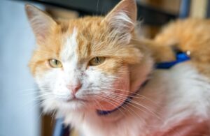 Most common cat health problems their symptoms and how to avoid them