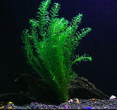 Anacharis live plant for axolotl freshwater tank