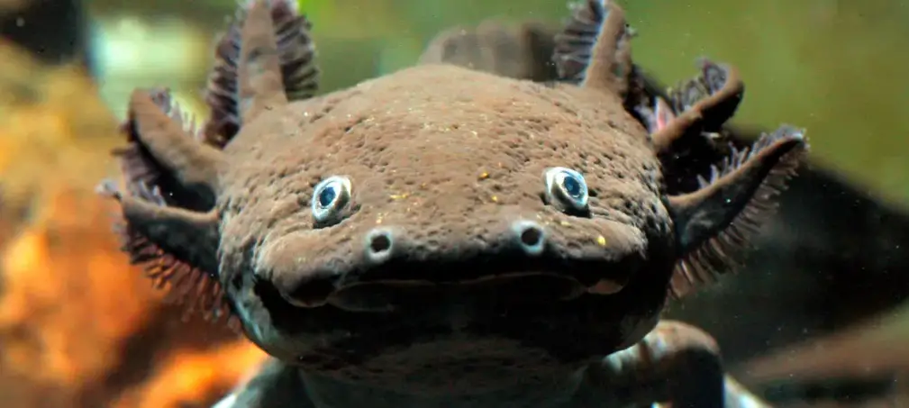 why did axolotls die ?