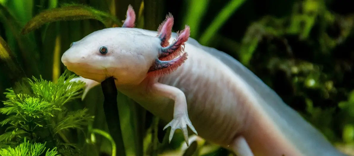 best live plants for axolotls tank