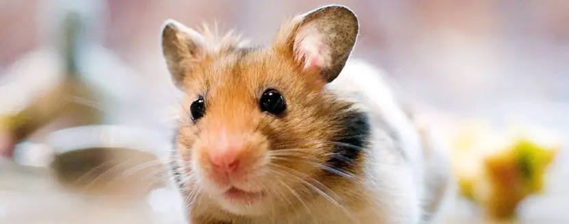 do hamsters die with their eyes open ?