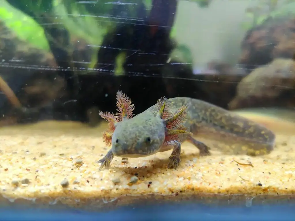 Do axolotls need cold water and chiller