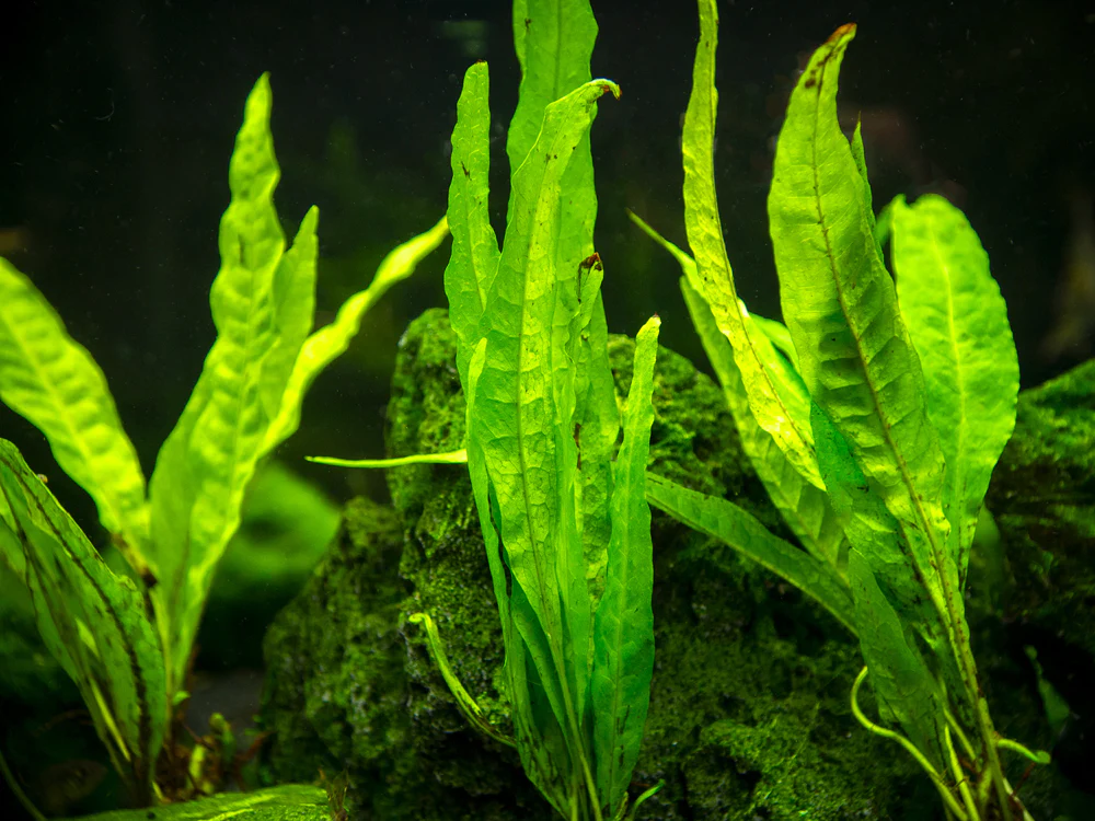 java fern live plant for axolotl tank