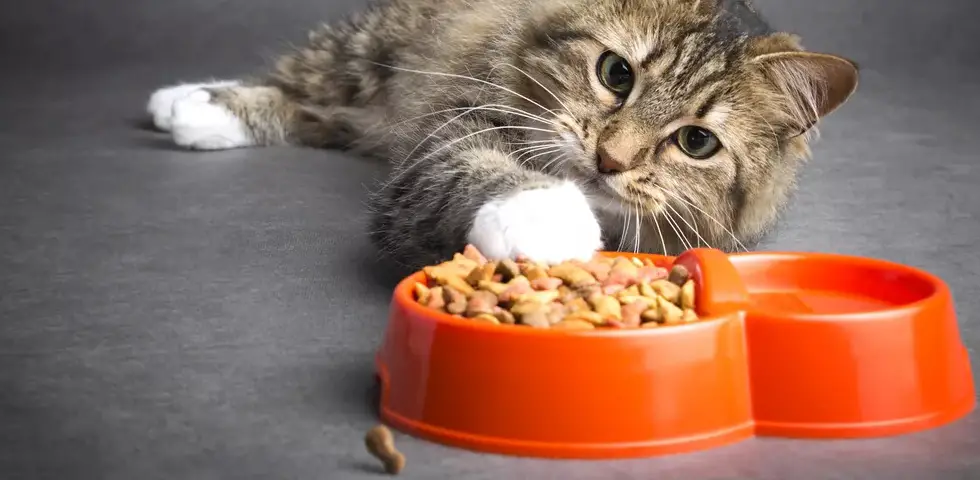 How long can a cat go without food and water?