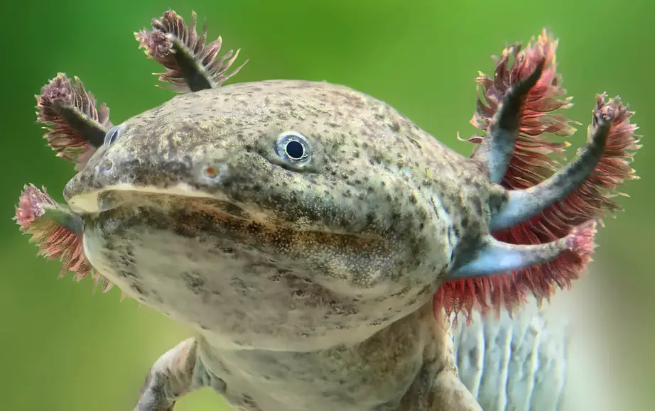 How Are Axolotls Shipped