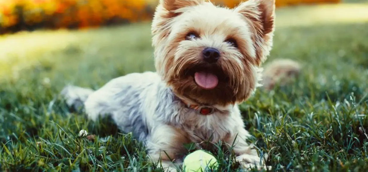 11 tips for keeping your pet happy and healthy