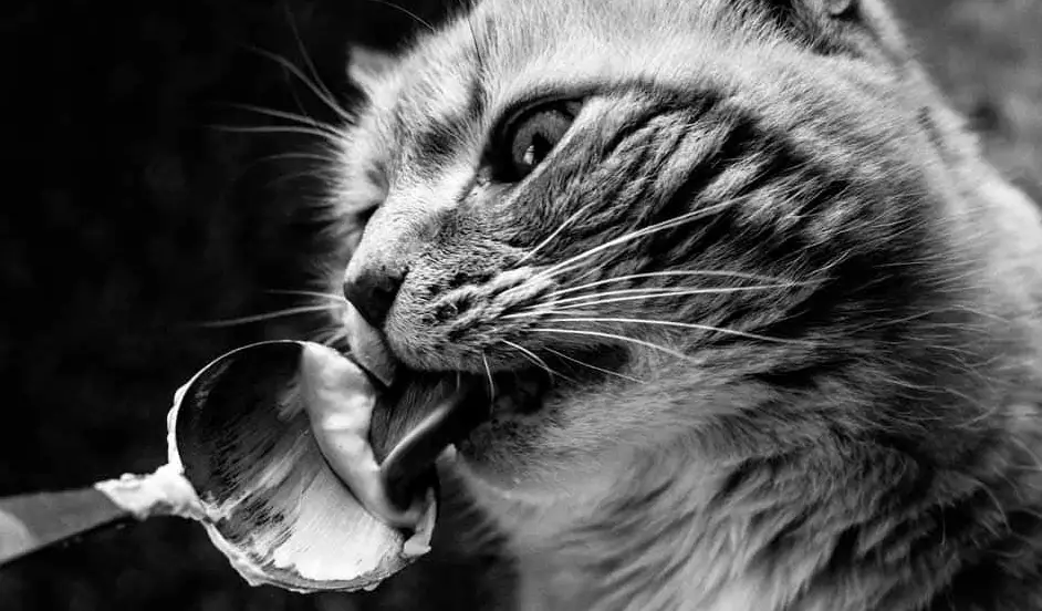 Should You Feed Your Cat Greek Yogurt?