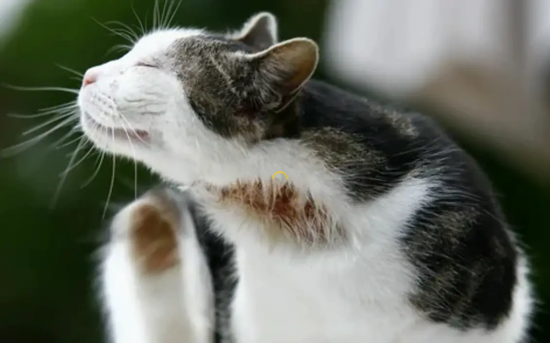 Cats Allergy, all you need to know