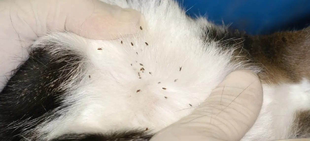 how do cat adult fleas look like ?