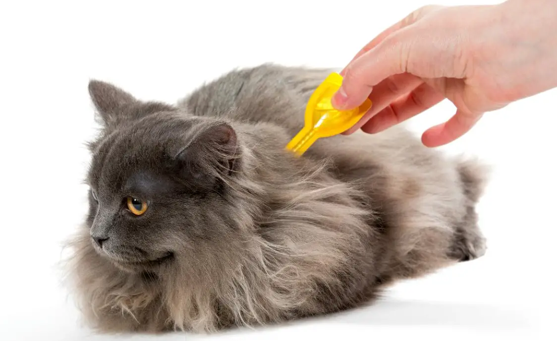 
the best cat flea treatments for cats without vet prescription and how to apply them