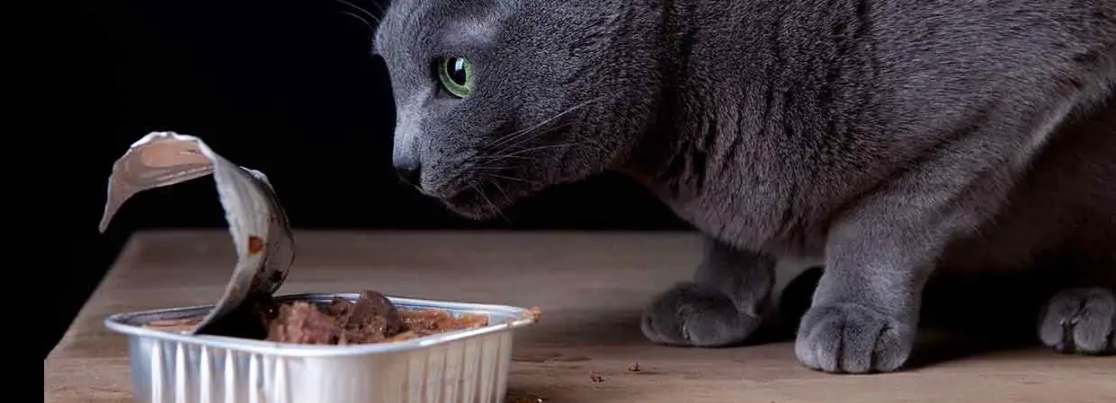 Is it ok to give cats dry food only ?