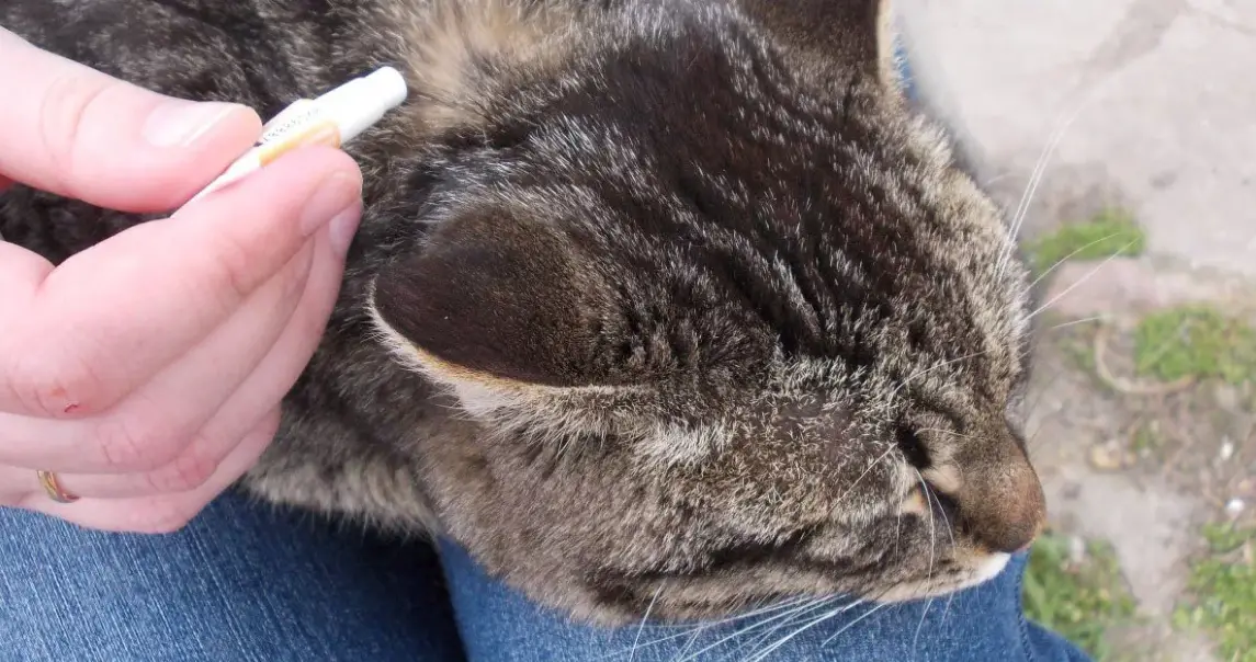 Do flea treatments make cats sleepy? (side effects and safe use)