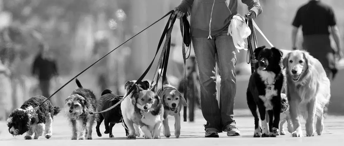 How to Prepare Your Dog for the Dog Walker ?