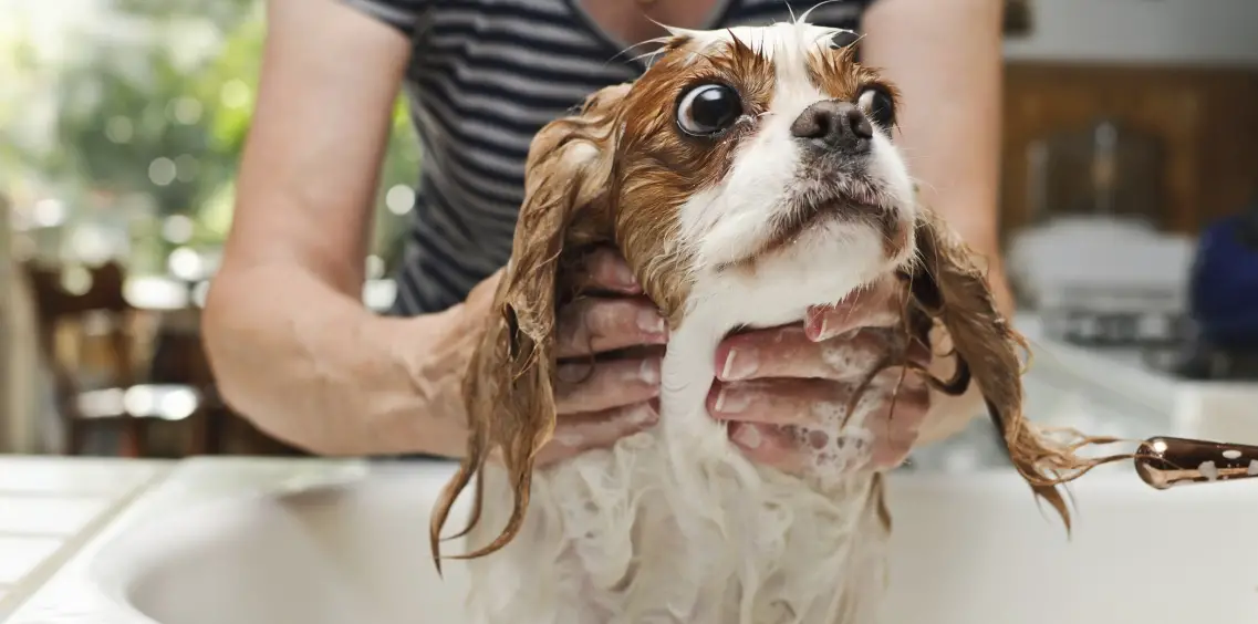 How to Properly Give Your Family Dog a Bath ?