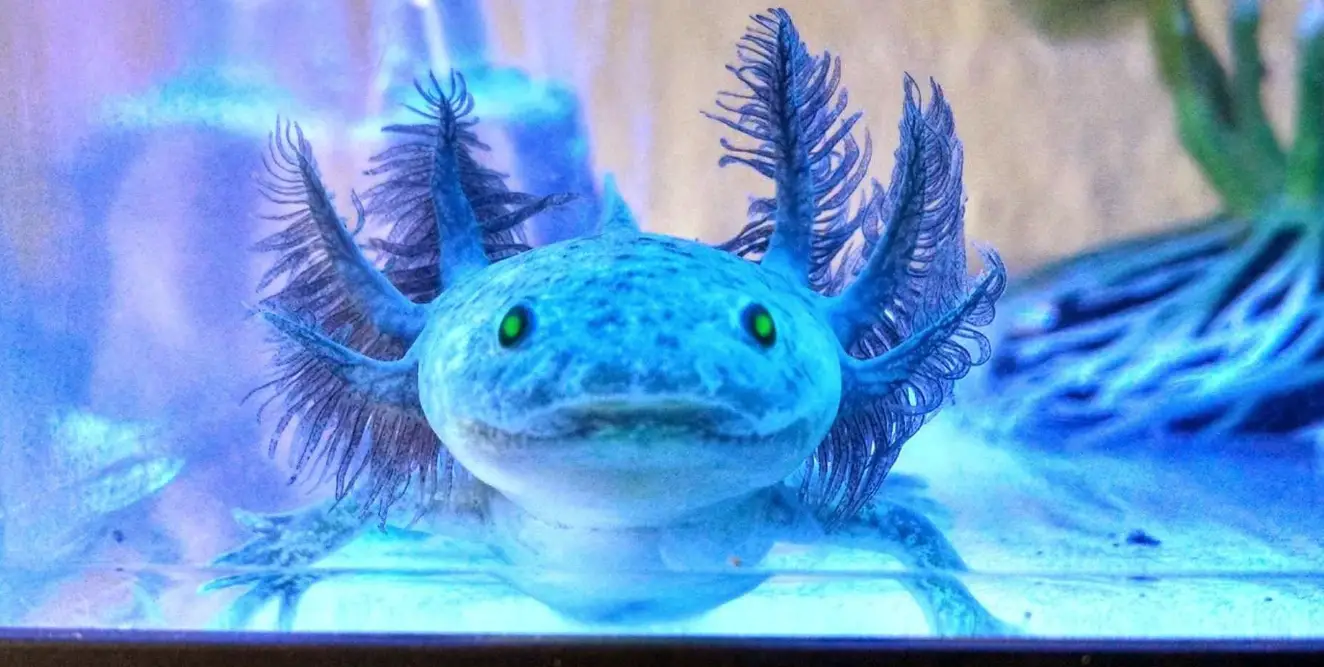 All You Want To Know About Axolotls