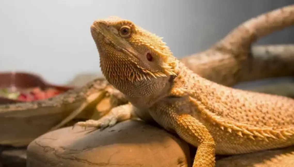 17 Interesting Tips on How to Care for Pet Reptiles