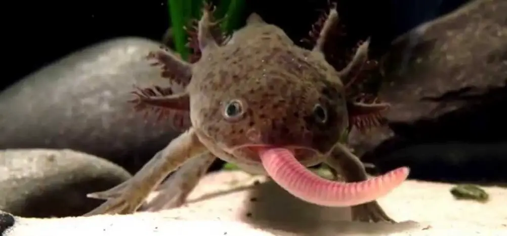 how long can axolotls go without eating ?