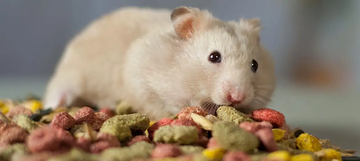 should you remove your hamsters food stash ?