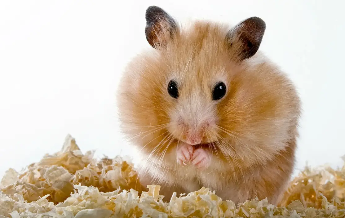 my hamster's fur looks greasy , why and what to do ?