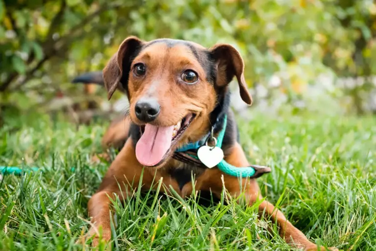 Tips For Keeping Your Dog Happy and healthy